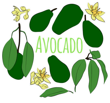A color set of avocados, leaves, fruits and flowers, 1000x1000 pixels.
