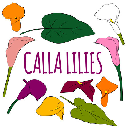 Calla lilles flowers set, vector sketch illustration. Hand drawn nature and floral design elements on white background.のイラスト素材