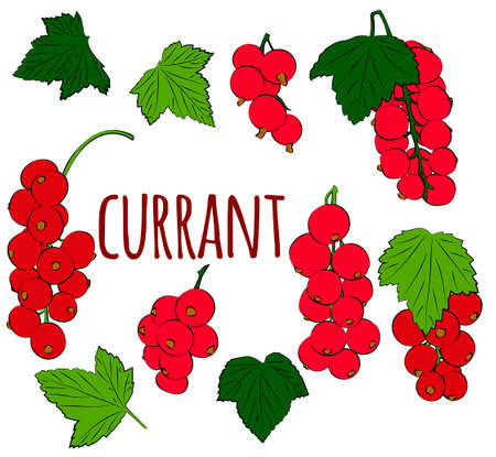 current berry. Eps 10. Currant set isolated on white background. vector graphicsのイラスト素材
