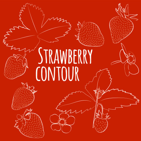 Set of strawberry with leaves and flowers, linear, outline only, no fill. vector graphics. EPS10のイラスト素材