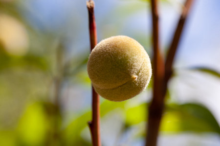 Unripe peach on a branch against a blue sky backgroundの写真素材
