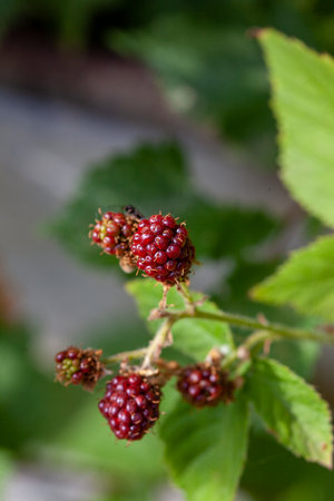 Rubus ulmifolius common blackberry summer berry red when immature and black when ripe spiny stems...