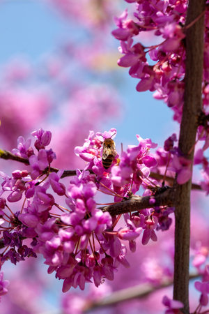 Pink tree flower bee, blooming branches of Chinese shrub in spring. Bright pink flowers on the branchesの写真素材