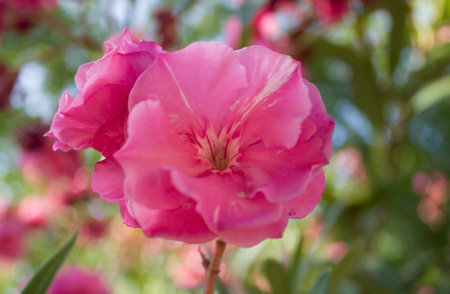 Pink oleander flowers blooming in the garden, stock photo