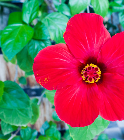 Red hibiscus flower in the garden, stock image.