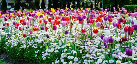 A lot of nice flowers !のeditorial素材