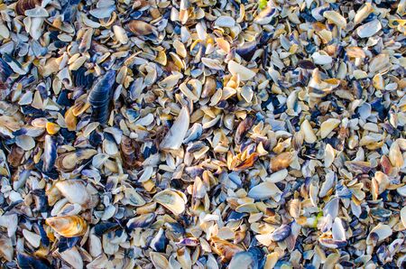A lot of beautiful shells !のeditorial素材