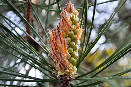The fruit of a pine in Tonga, el Kala, Algeriaの写真素材