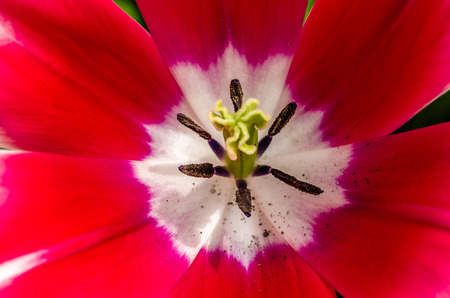 Pink tulips, spring backgroundの写真素材