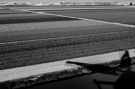 Black and white tulip field in springtimeの写真素材