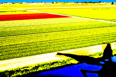 Dutch tulip field in springtime illustrationの写真素材