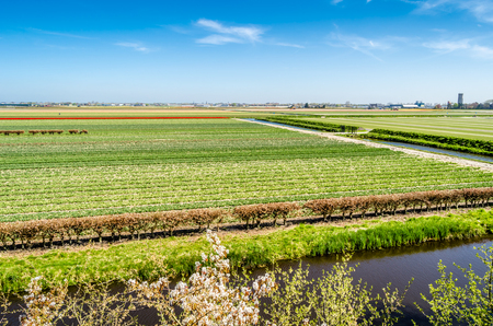 Colorful Dutch tulip field in springtimeの写真素材