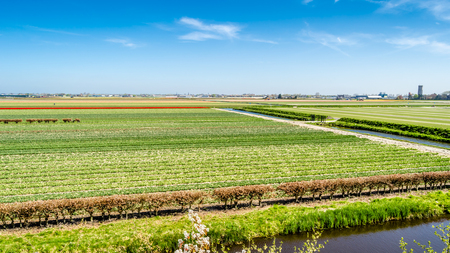 Colorful Dutch tulip field in springtimeの写真素材