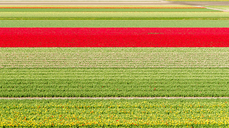 Colorful Dutch tulip field in springtimeの写真素材