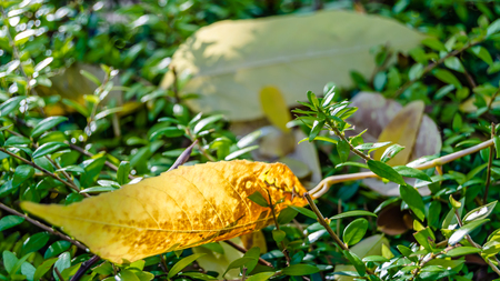 Autumn beautiful natural colors backgroundの写真素材