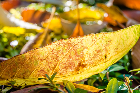 Autumn beautiful natural colors backgroundの写真素材