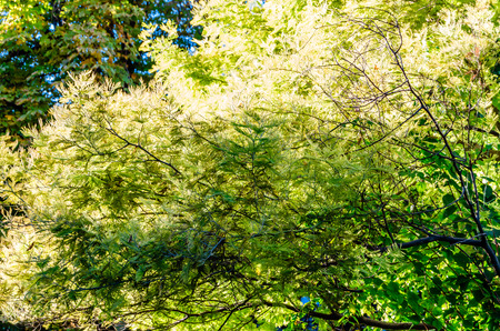 Autumn beautiful natural colors backgroundの写真素材