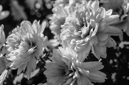 Black and white chrysanthemum flowersの写真素材