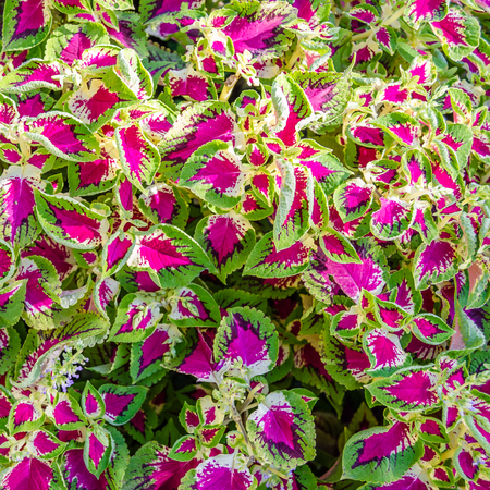 Coleus colorful leaves, autumn backgroundの写真素材