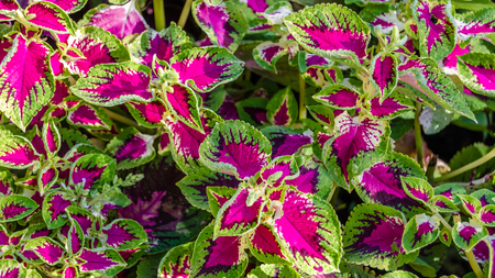 Coleus colorful leaves, autumn backgroundの写真素材
