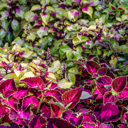 Coleus colorful leaves, autumn backgroundの写真素材