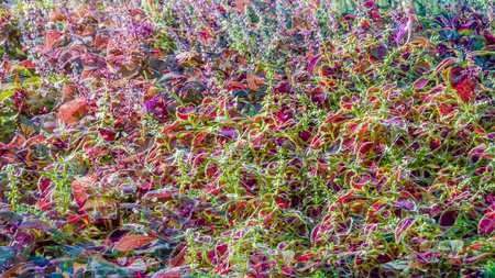 Coleus colorful leaves, autumn backgroundの写真素材