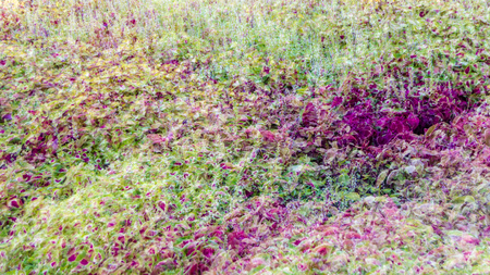 Coleus colorful leaves, autumn backgroundの写真素材
