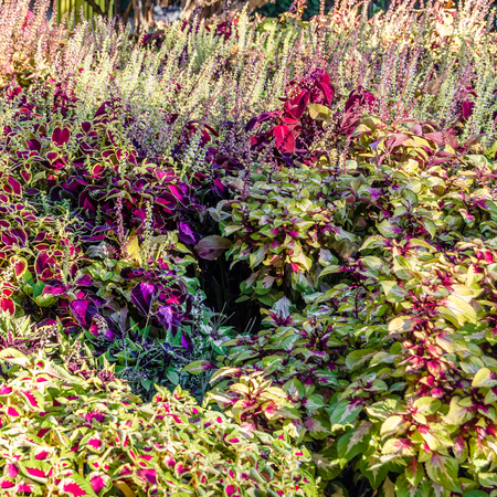 Coleus colorful leaves, autumn backgroundの写真素材