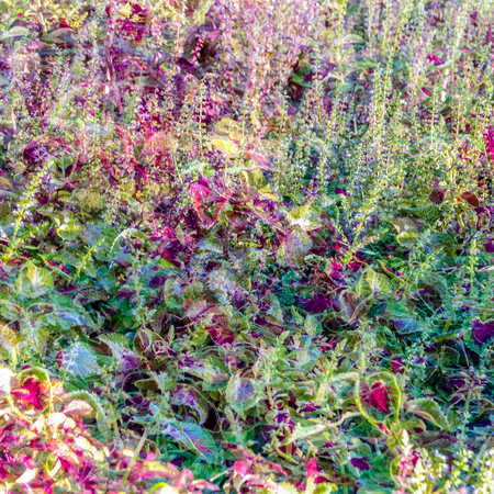 Coleus colorful leaves, autumn backgroundの写真素材