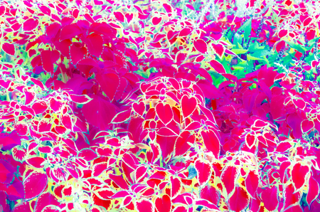 Colorful illustration of ornamental Coleus plant leavesの写真素材