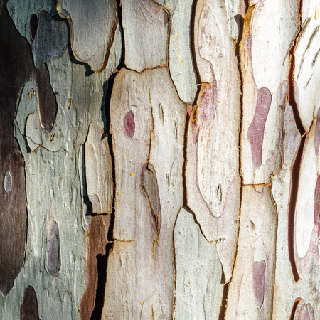 Textured image of tree bark, natural backgroundの写真素材