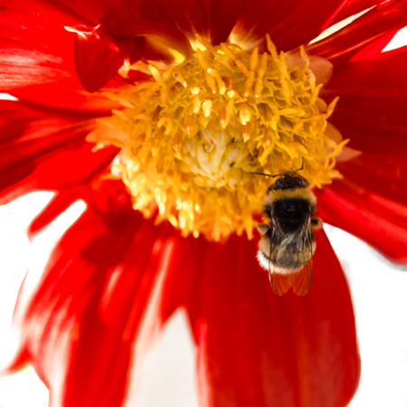 Closeup image of a bumble bee and red Dahlia flower
