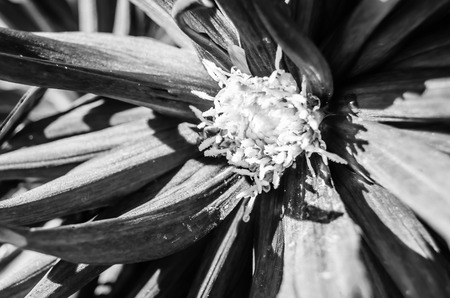 Black and white closeup image of a Dahlia flowerの写真素材