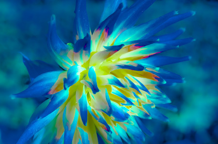 Colorful illustration of a Dahlia flower, vibrant backgroundの写真素材
