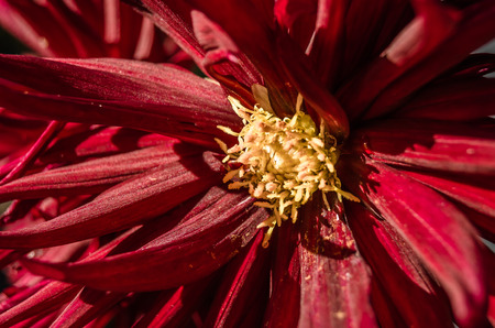 Detail of a colorful Dahlia flower, natural backgroundの写真素材