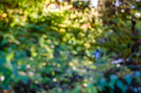 Colorful abstract pattern of blurred autumn landscapeの写真素材