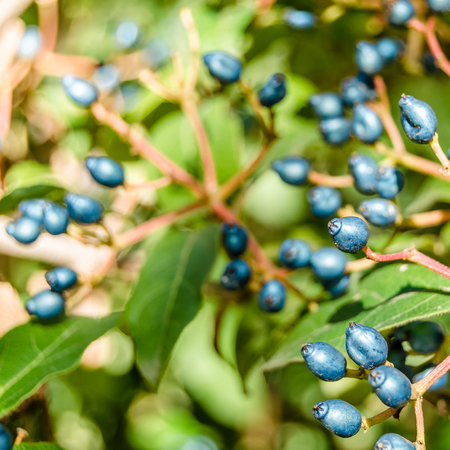 Laurestine plant (Viburnum tinus) detail, nature backgroundの写真素材