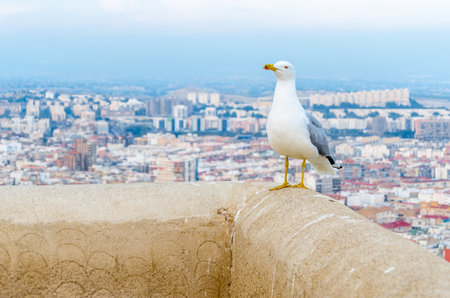 ALICANTE, SPAIN - DECEMBER 27, 2018: View of Santa Barbara castle and the Mediterranean city of Alicante, Spainのeditorial素材
