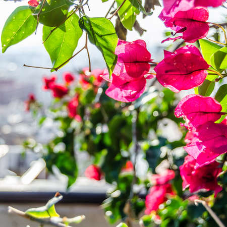 Detail of red Bougainvillea flowers in the Mediterranean town of Alicante, Spainの写真素材