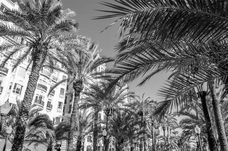 Architecture and palm trees in the Mediterranean city of Alicante, Spain; black and white imageの写真素材