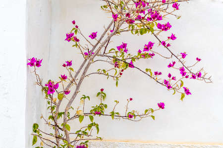 Pink Bougainvillea bush in blossom on a white wall background, typical Mediterranean scene