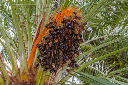 Detail of a date palm tree with ripped fruits