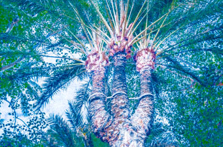 Colorful illustration of palm tree pattern, natural backgroundの写真素材