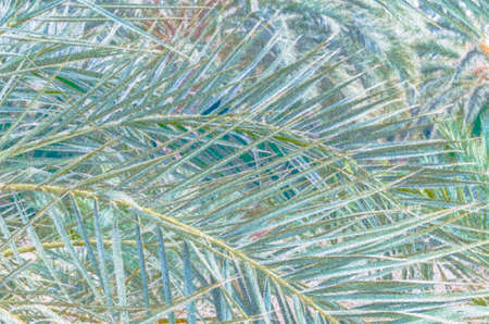 Colorful illustration of palm tree pattern, natural backgroundの写真素材