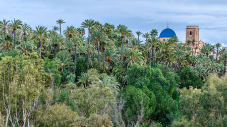 View of the city of Elche, Alicante province, Spain, showing the palm grove and the basilica