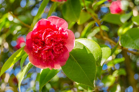 Camelia flowers in blossom during springtime in Galicia, northern Spainの写真素材