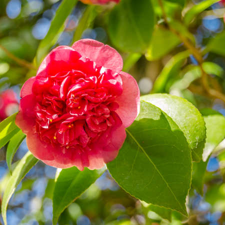 Camelia flowers in blossom during springtime in Galicia, northern Spainの写真素材