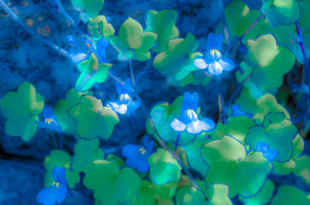 Colorful illustration of a small snapdragon flower in blossom during springtime