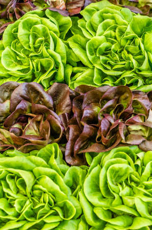 Fresh green lettuce leaves, organic food backgroundの写真素材