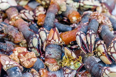 Goose barnacles at a seafood stand in the marketの写真素材